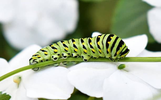 istock Selective focus shot of a caterpillar on white flower 1440981171