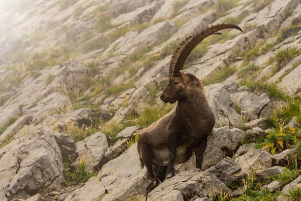 Alpine Ibex is standing on a rock and looks into the camera