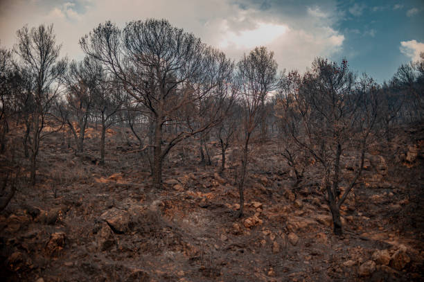istock Burning forest in Northwest Tunisia 1440981377