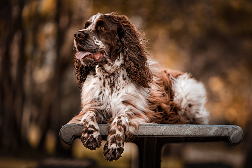 A beautiful shot of a cute English Springer Spaniel sitting with blurred garden