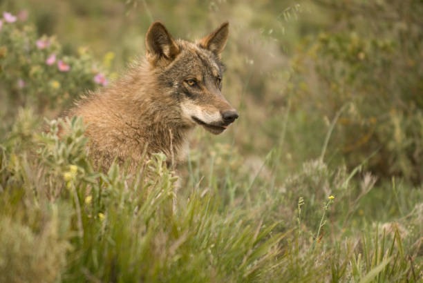 istock Iberian wolf in Antequera, Andalusia, Spain 1440981415