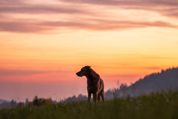 istock Cute malinois dog on sunset sky background 1440981430