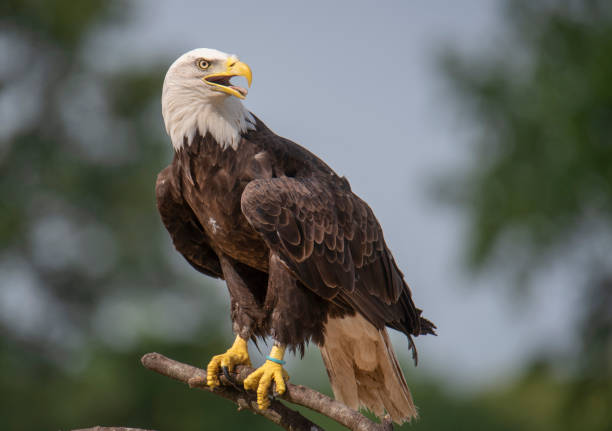 istock Beautiful shot of a bald eagle sitting on a branch on a blurred background 1440981551