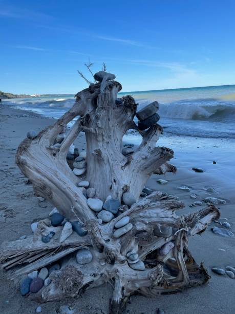 istock Tree trunk and stones at the beach 1440981599