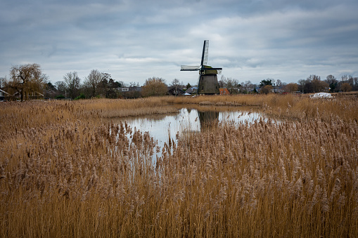 A beautiful view of Historical dutch windmill in Alkmaar by the lake and reed