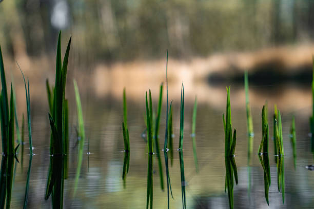 istock Closeup of grass growing from the water 1440981625