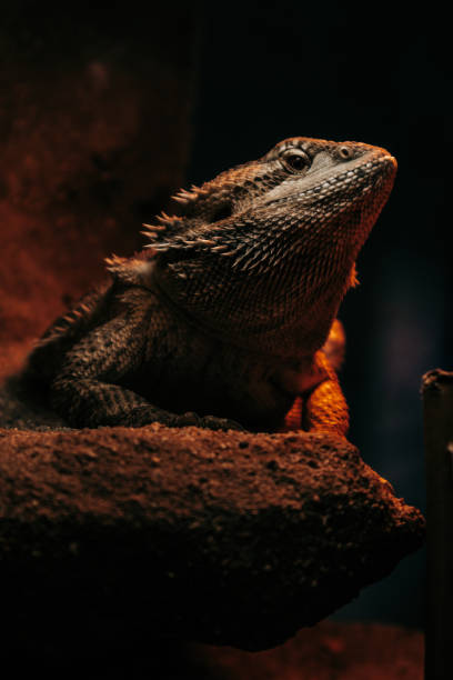 istock A Bearded dragon standing on a stone and looking to the top 1440981652