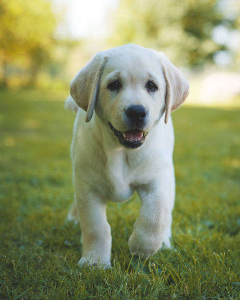 istock Selective focus shot of labrador retriever puppy 1440981775