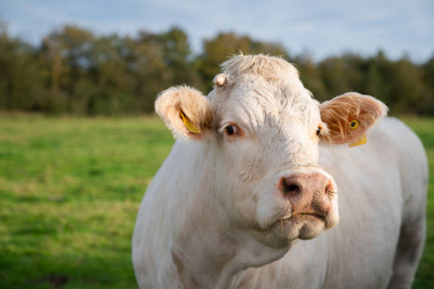 istock Healthy white cow on green grass in Denmark 1440981877