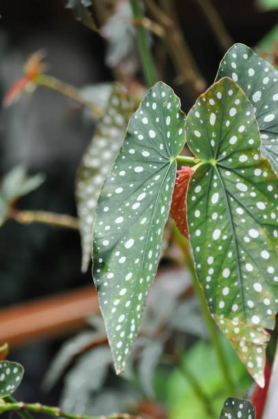 istock Begonia or Begonia maculata ,Begonia Maculata Wightii 1440981969