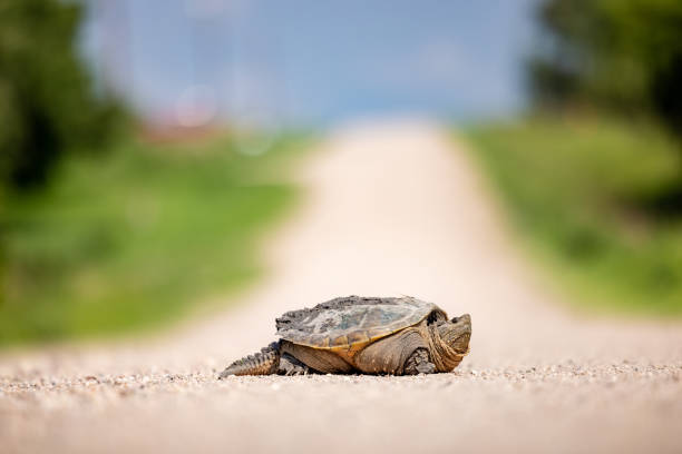 istock Ssnapping Turtle crossing a gravel road in central Nebraska 1440981998