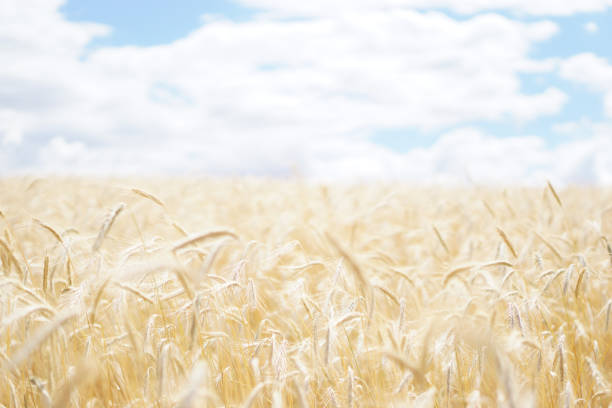 istock Beautiful view of a wheat field under the blue sky 1440982019
