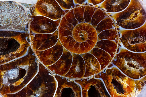 the texture of ammonite with a golden section in a close-up section