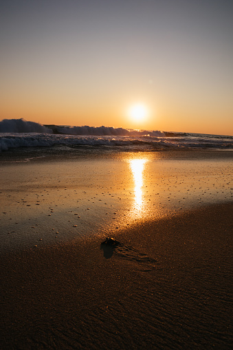 A vertical shot of a baby turtle going into the ocean from the Oaxaca Coast during the sunset in Mexico