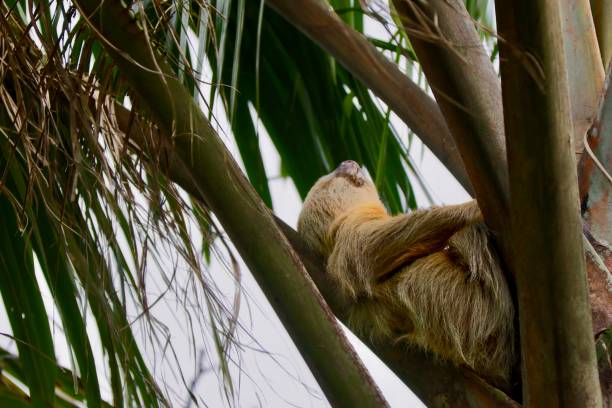 istock Closeup shot of a sloths on a tree 1440982126
