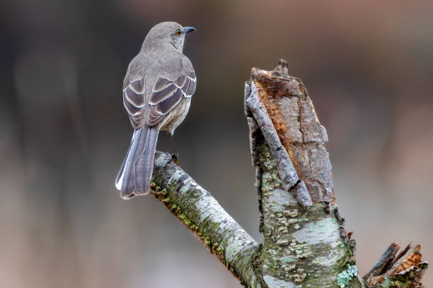 istock Back shallow focus shot of an northern mockingbird perched on a broken tree trunk 1440982170