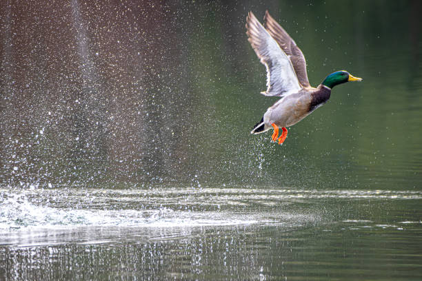 A view of a wild duck , Mallard taking off from a calm lake