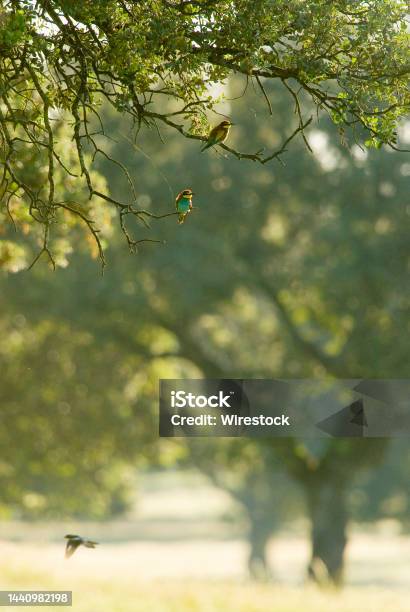 Vertical Shot Of Bee Eaters In The Spanish Dehesa Extremadura Spain Stock Photo - Download Image Now
