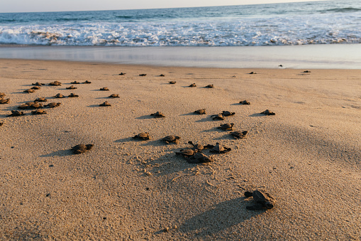 Many baby turtles going to the sea in Oaxaca Coast, Mexico