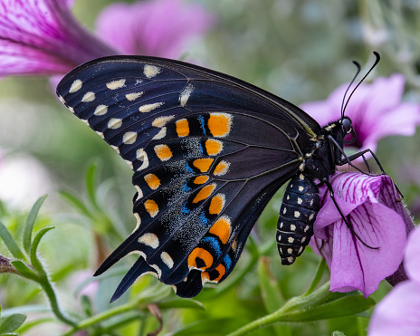 A closeup of Papilio troilus. The spicebush swallowtail or green-clouded butterfly.