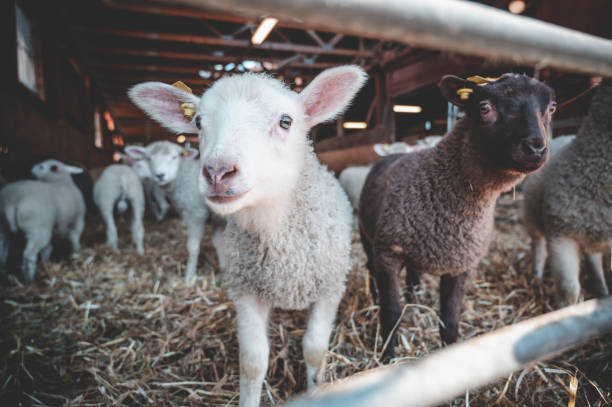 istock Selective focus shot of lambs at farm 1440982387