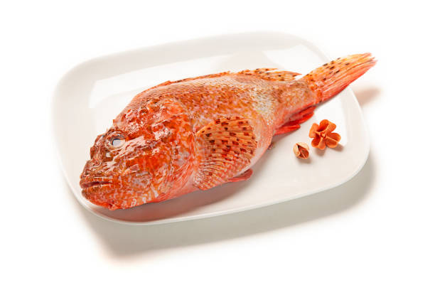 High angle shot of a fresh fish in a plate isolated on a white background A high angle shot of a fresh fish in a plate isolated on a white background red scorpionfish photos stock pictures, royalty-free photos & images