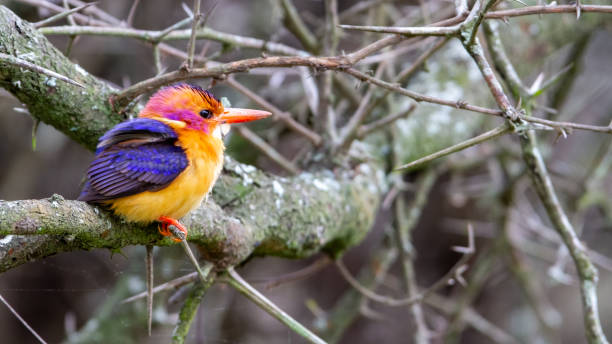 istock Selective focus of the tropical African pygmy kingfisher perching on the tree branch 1440982482