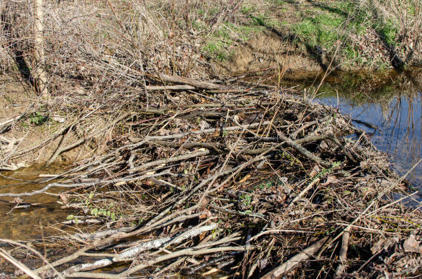 istock Beaver dam built in the river. 1440982611