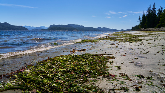 View from coastal campground of a long sandy beach with green seaweed of the waves on the ocean shore and distant mountains.