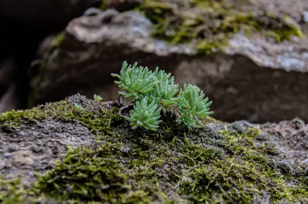 A closeup of a Sedum reflexum plant growing on the mossy rock
