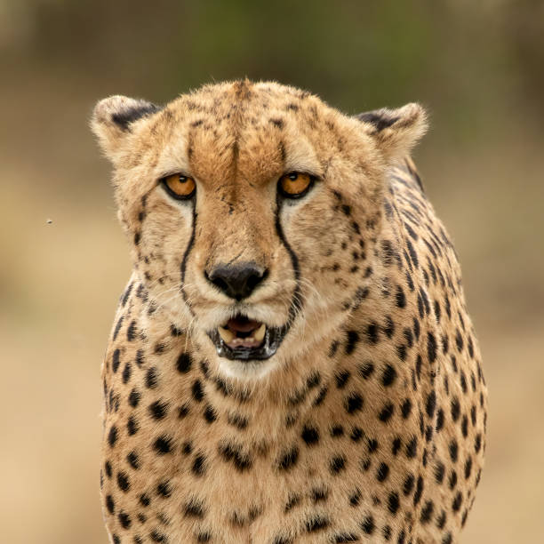 istock Shallow focus close-up of a spotted cheetah 1440982657