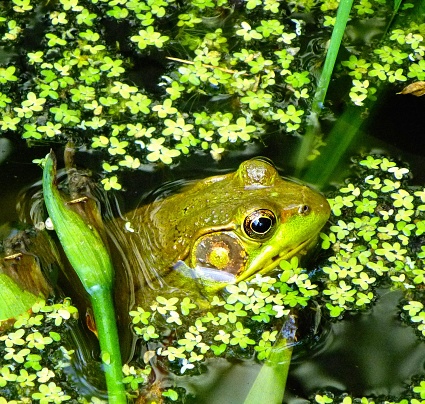 A closeup of a green pond frog (Rana clamitans melanota) half out from the water