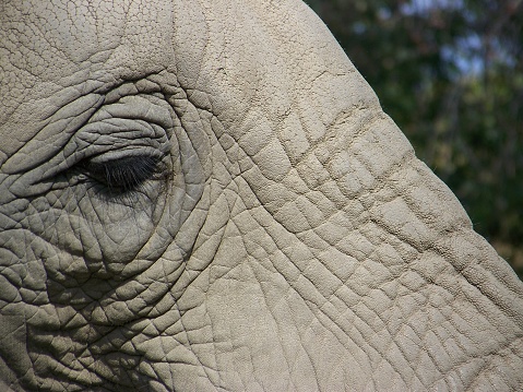 A macro shot of an elephant at the Roger Williams Park Zoo in Providence, Rhode Island, USA