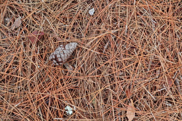 istock Top view of a pine cone on a grass surface. Great for backgrounds 1440983061