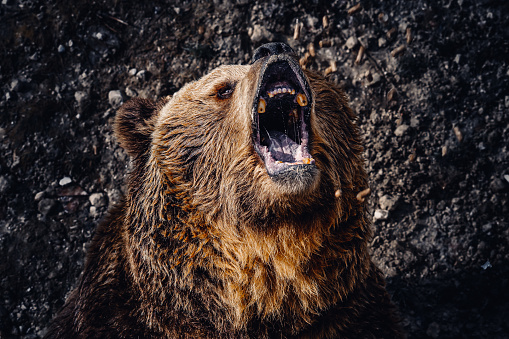 A closeup portrait of a roaring brown bear head