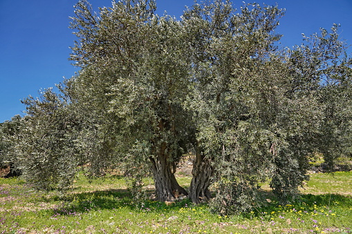 A view of a beautiful garden with olive trees growing in Galilee, Israel in spring