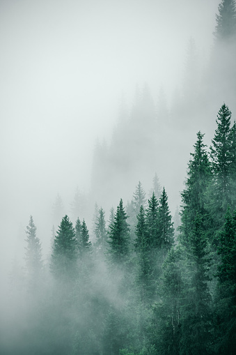 A heavy mist over the green dense forests