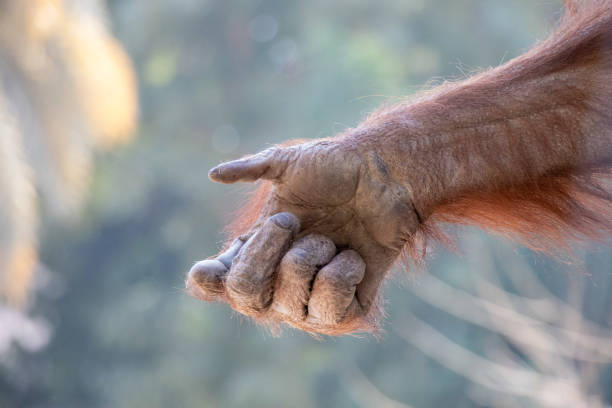 istock Close-up shot of a monkey's hand 1440983824