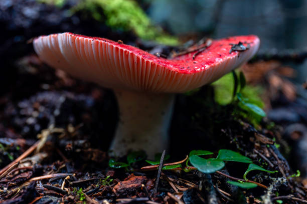 istock Closeup of a red mushroom in a forest 1440983854