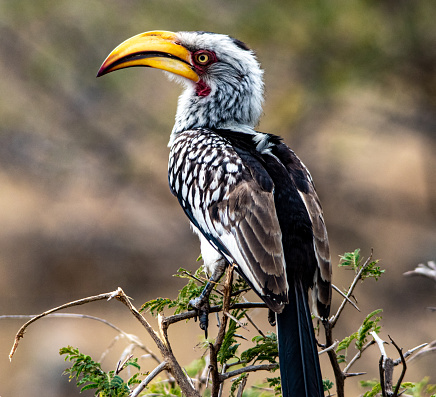 A closeup shot of the Southern yellow-billed hornbill perched on the branch of a tree on the blurry background