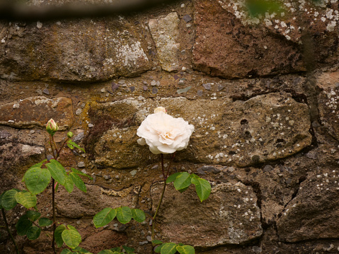 A white garden rose growing against a stone wall