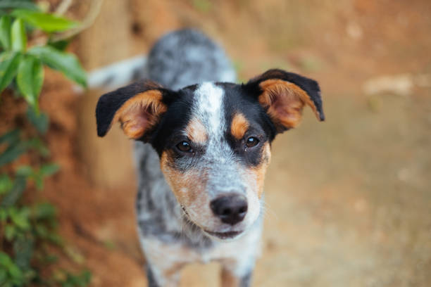 istock High angle shot of a Jack Russell terrier on a blurred background 1440984025