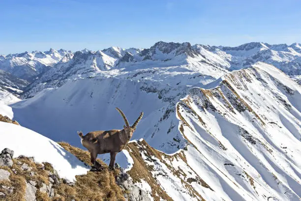 Ibex at a sunny day in winter