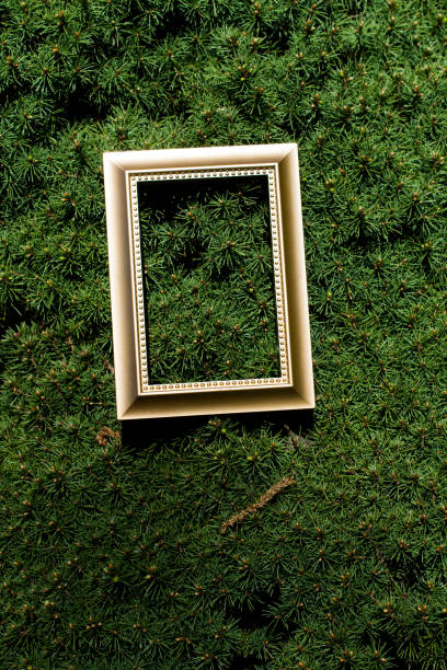 A vertical shot of a golden frame on a pine tree