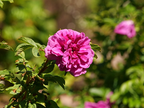 Closeup shot of blooming Hansa rose
