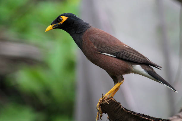 istock Mynah bird in nature 1440984429