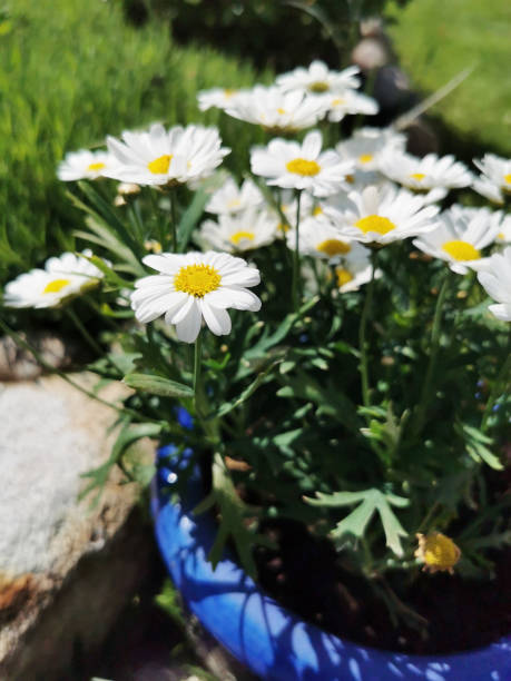 istock Vertical shot of Mayweed flowers on a blurred background 1440984740