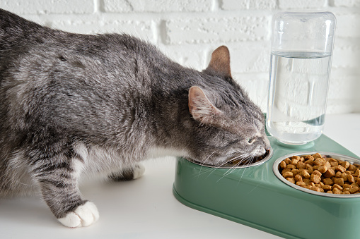 Grey senior cat eats dry food from a green bowl against a white brick wall. An adult pet with green eyes at a plate of cat food. Ten year old pet