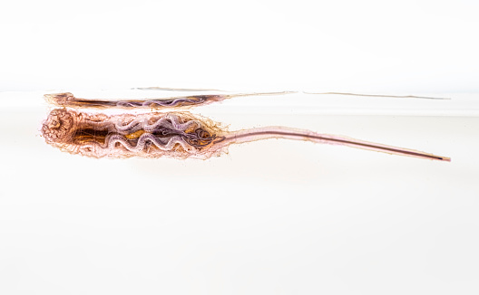 Rat tailed maggot photographed in a studio