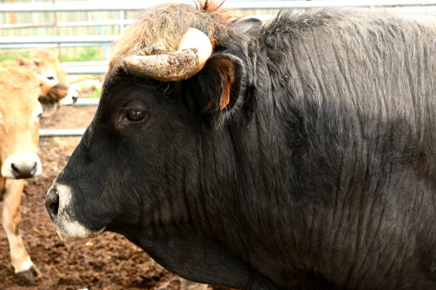 istock Massive black bull in a ffrench farm 1440985079